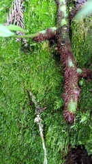 Polypodiastrum mengtzeense