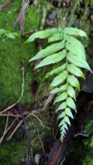 Polypodiastrum mengtzeense