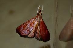 Hemiscopis sanguinea