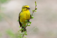 Crithagra dorsostriata