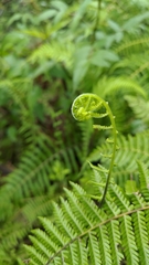 Amauropelta beddomei