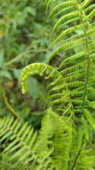 Amauropelta beddomei