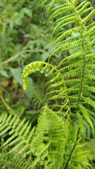 Amauropelta beddomei