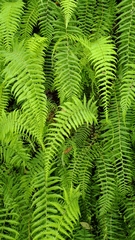 Amauropelta beddomei