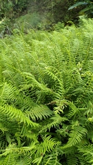 Amauropelta beddomei