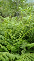 Amauropelta beddomei