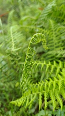 Amauropelta beddomei