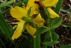 Image of Hypericum aethiopicum