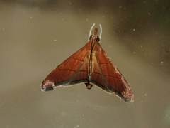 Hemiscopis sanguinea