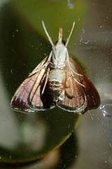 Hemiscopis sanguinea