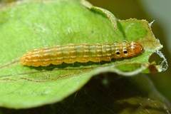 Hemiscopis sanguinea