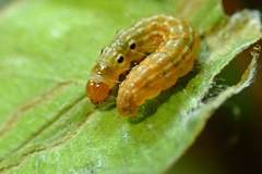 Hemiscopis sanguinea