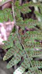 Dryopteris formosana