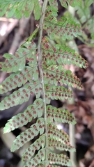 Dryopteris formosana