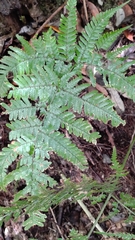 Dryopteris formosana