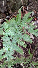 Dryopteris formosana