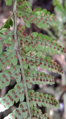 Dryopteris formosana