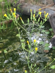 Crepis pulchra