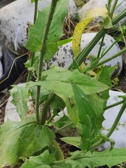 Crepis pulchra