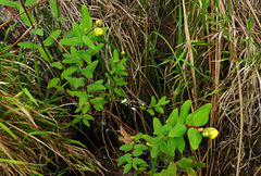 Hypericum forrestii