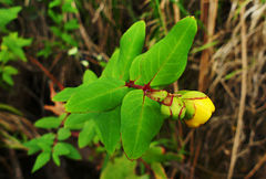 Hypericum forrestii