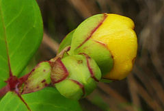 Hypericum forrestii