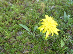 Scorzonera glabra