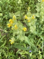 Rhinanthus alectorolophus