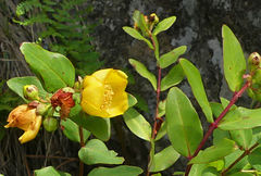 Hypericum forrestii