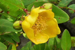 Hypericum forrestii
