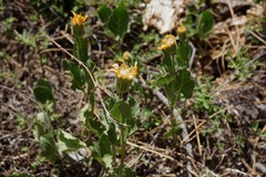 Arnica ovata