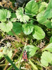 Pyrrhocoris apterus