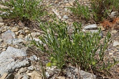 Erigeron petrophilus viscidulus
