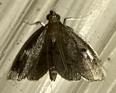 Perispasta caeculalis