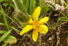 Hypoxis acuminata