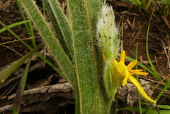 Hypoxis acuminata