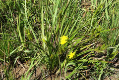 Hypoxis acuminata
