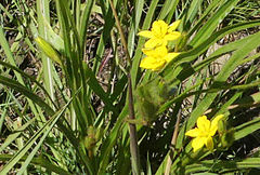 Hypoxis acuminata