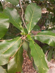 Terminalia catappa