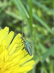 Oedemera nobilis