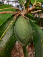 Terminalia catappa