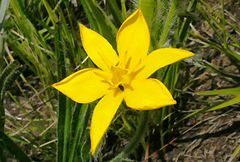 Hypoxis acuminata