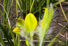 Hypoxis acuminata