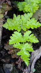 Aleuritopteris formosana