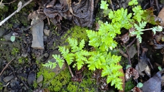 Aleuritopteris formosana