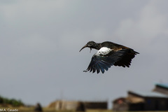 Bostrychia carunculata