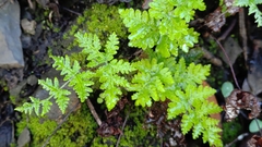 Aleuritopteris formosana