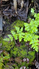 Aleuritopteris formosana