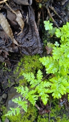 Aleuritopteris formosana