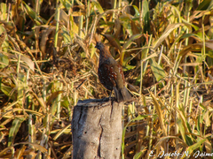 Callipepla douglasii